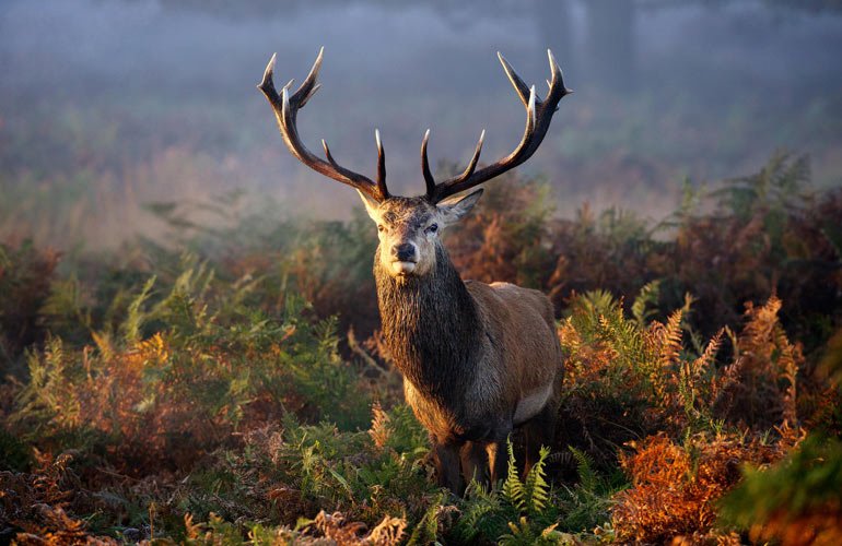 Garry Oak Recovery Team Garry Oak Recovery Team